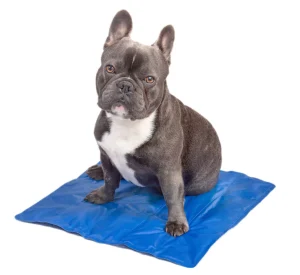 intco pet cooling mat